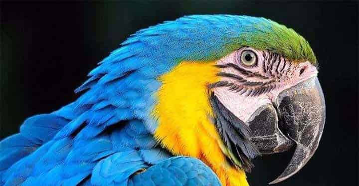 海豚先生的奖牌