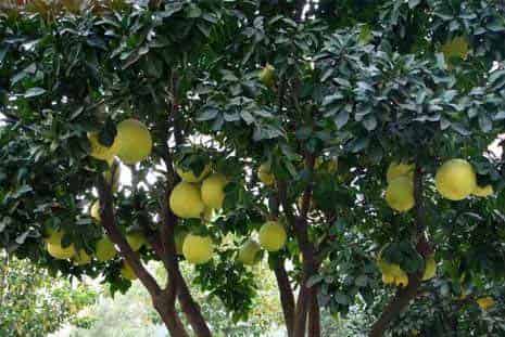 挂满绿灯笼的院子