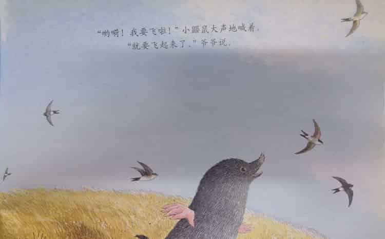 鼹鼠与小鸟 鼹鼠与小鸟