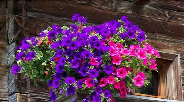 窗台下的紫罗兰