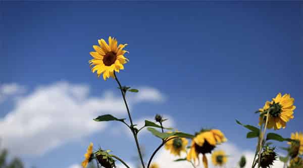 只想长高的向日葵