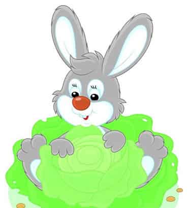 住在卷心菜里的兔子