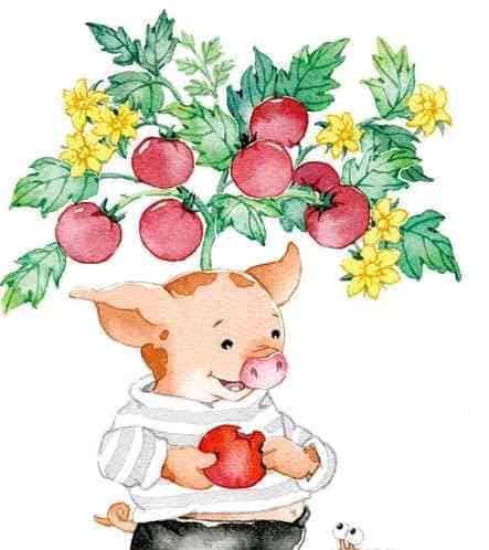 长在头上的西红柿