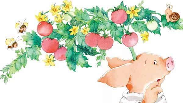 长在头上的西红柿